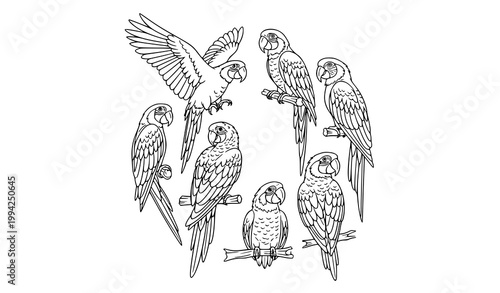 Macaw parrot black and white line art set with detailed feather birds vector illustration isolated on white