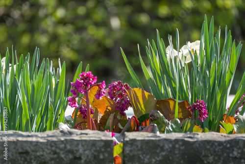 Fotografía Vibrant flowers burst through a weathered stone border