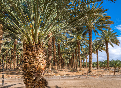Plantation of date palms. Image depicts healthy food and sustainable industri...