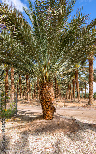 Plantation of date palms. Image depicts healthy food and sustainable industri...