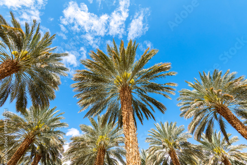 Plantation of date palms. Image depicts healthy food and sustainable industri...