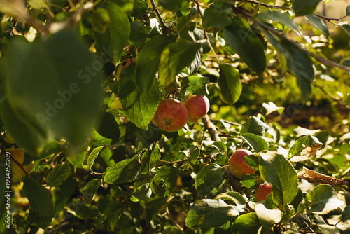 Red apples on a tree surrounded by green leaves and sunlight in a natural outdoor orchard.