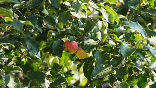 Two apples on a branch surrounded by vibrant green leaves in a sunlit orchard setting.