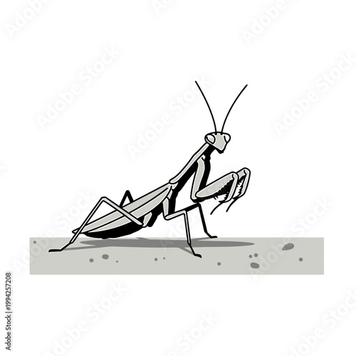 Praying mantis vector illustration profile view