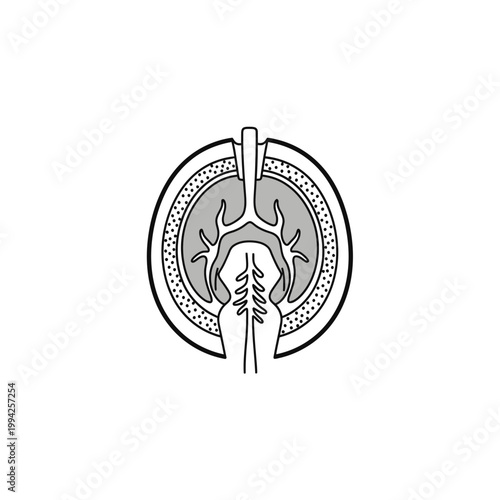 Botanical seed cross section vector diagram illustration