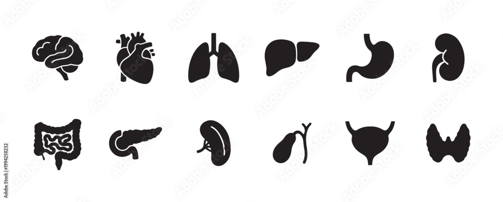 Obraz premium A collection of simple black icons representing human internal organs, including the brain, heart, lungs, liver, stomach, kidney, intestines, pancreas, spleen, gallbladder, bladder, and thyroid.