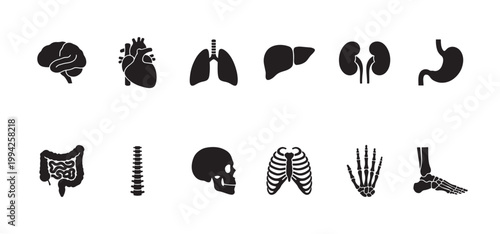 A clean graphic collection of black silhouette icons representing various human organs and skeletal parts against a white background, perfect for medical or educational use.