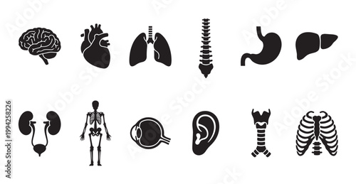A collection of black silhouette icons representing various human organs and skeletal structures, perfect for medical and educational illustrations.
