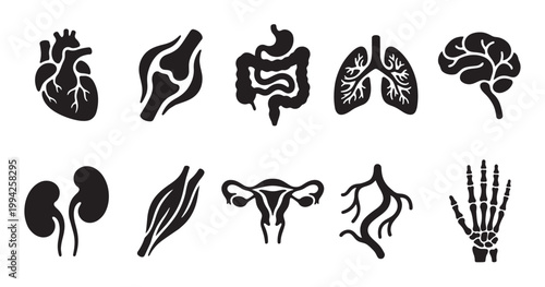 A collection of black silhouette icons depicting various human organs and skeletal structures, ideal for medical and scientific illustration.