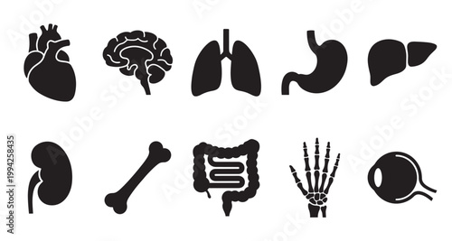 A collection of clean, black silhouette icons representing vital human organs and skeletal parts, ideal for medical and scientific illustrations.