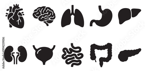 A set of black silhouette icons representing various human internal organs on a clean white background, ideal for medical or educational purposes.