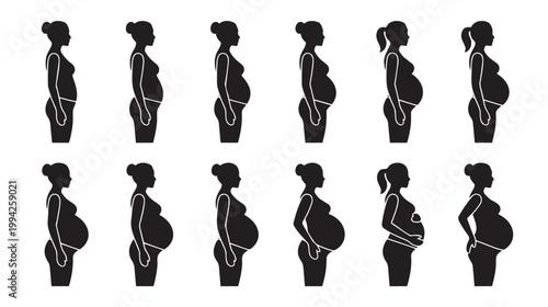 A graphic illustration shows a row of twelve black silhouettes depicting a woman's changing body shape during pregnancy stages.