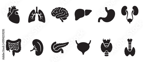 A clean, minimalist set of black silhouette icons representing various human organs, ideal for medical and educational content.