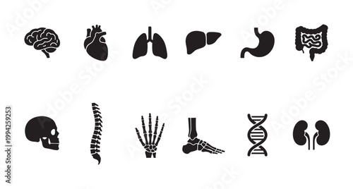 A collection of black silhouette icons representing various human organs and skeletal parts, isolated on a white background, perfect for medical or educational concepts.