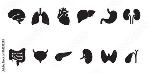 A collection of simple, black silhouette icons representing various human internal organs on a clean white background, ideal for medical and scientific illustration.