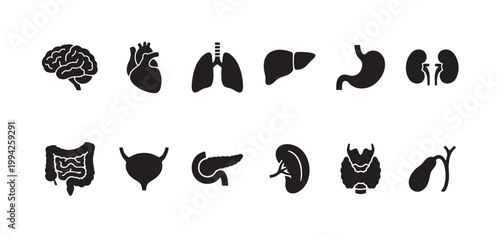 A clean, minimalist graphic displaying a row of black silhouette icons representing various human internal organs on a white background, suitable for medical or educational concepts.