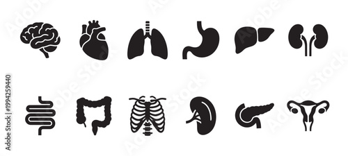 A clean vector set featuring simplified black silhouettes of major human internal organs, ideal for medical and educational design.