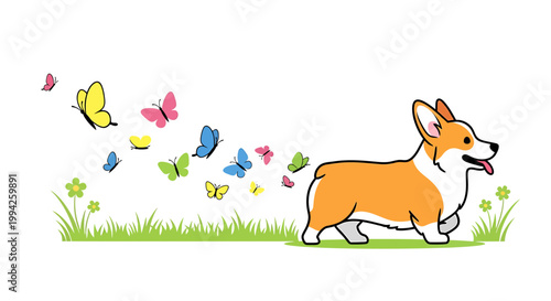 Cute Pembroke Welsh Corgi Dog Chasing Butterflies in a Field.