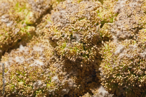 Close-up of moldy broccoli florets with visible fungal growth and spores