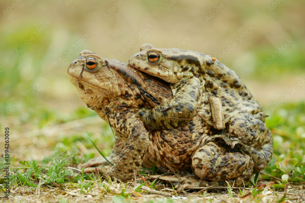 Fototapeta premium Mating European common toad Bufo bufo pair Bufonidae amphibians frog successful frogspawn inguinal and axillary amplexus engaging species reproductive behavior male embraces clasping climb female