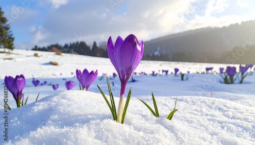 Vibrant purple crocuses bravely bloom through a fresh blanket of winter snow, signaling the arrival of spring.