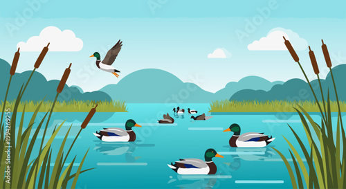 Group mallard ducks swimming across calm marsh pond landscape