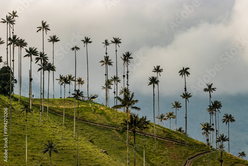 Landscape of wax palms in Cocora valley, Colombia