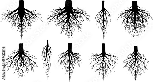 Tree roots silhouettes isolated on white, vector set of taproot and fibrous root systems of various plants, realistic black roots illustrations
