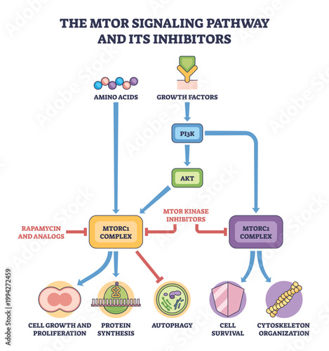 mTOR signaling pathway and inhibitors, growth factors and amino acids drive PI3K-AKT to mTORC1-2, directing protein synthesis and survival, rapamycin blocks. mTORC1, mTORC2, PI3K. Outline diagram