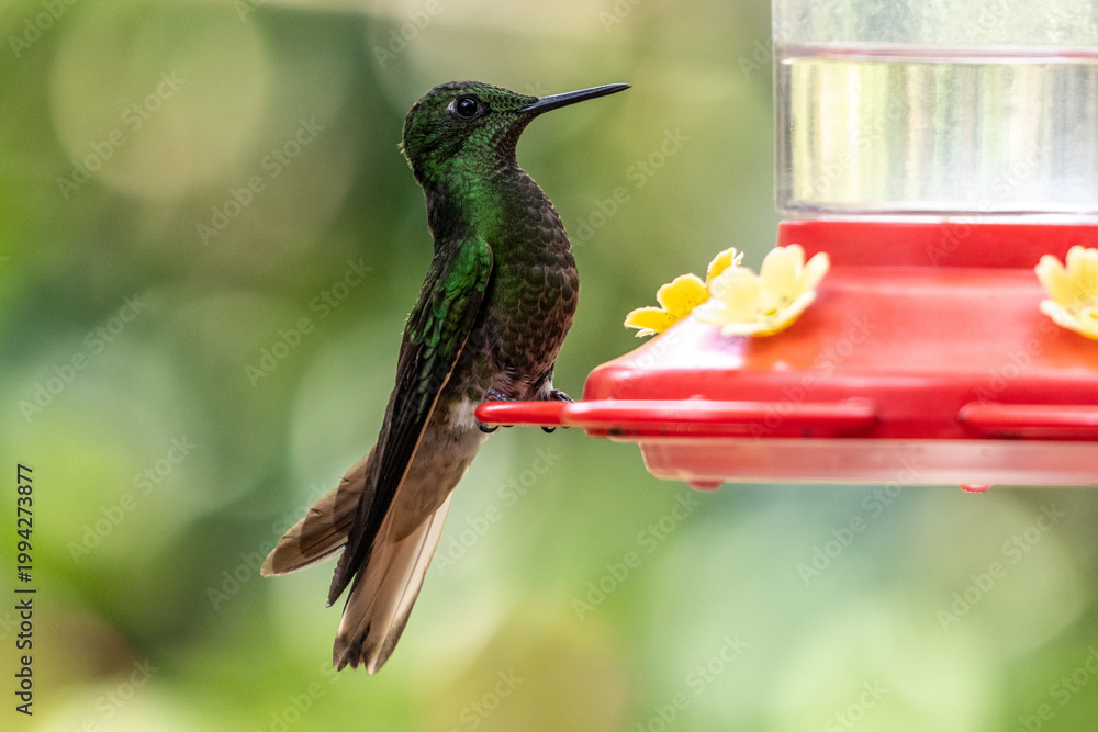 Fototapeta premium Hummingbird at a feeder in Cocora valley, Colombia