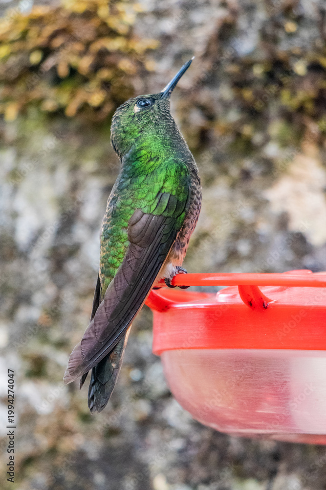 Fototapeta premium Hummingbird at a feeder in Cocora valley, Colombia