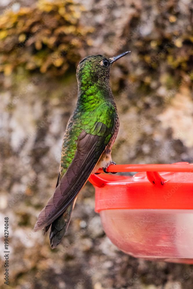 Fototapeta premium Hummingbird at a feeder in Cocora valley, Colombia