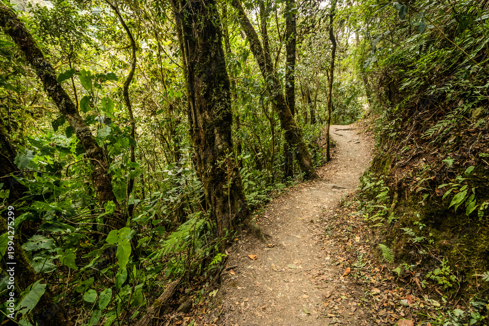 Fototapeta premium Hiking trail in Cocora valley, Colombia