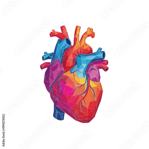 Colorful Geometric Human Heart Anatomy Illustration, Medical, Health