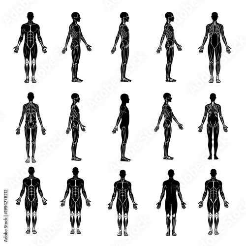 Human Anatomy Skeleton and Musculature Diagrams - Multiple Views