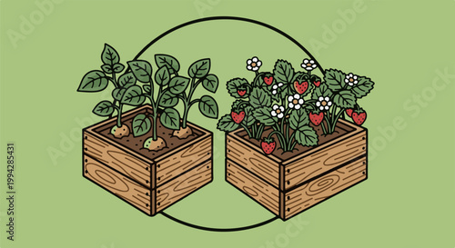 Two wooden crates showcase potato plants with tubers and strawberry plants with fruit and flowers