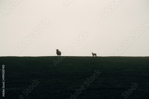 Ewe with Her Young Lamb Standing on a Grassy Dike, Heartwarming Spring Moment in Natural Coastal Light