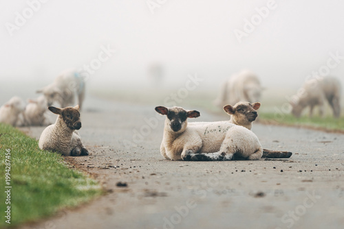Young Lambs Resting on a Paved Coastal Path, Sweet Spring Moment on a North Sea Dike in Natural Daylight