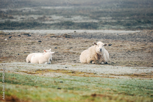 Ewe with Her Young Lamb Standing on a Grassy Dike, Heartwarming Spring Moment in Natural Coastal Light