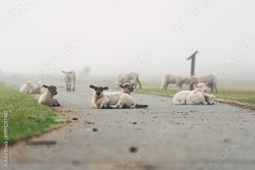 Young Lambs Resting on a Paved Coastal Path, Sweet Spring Moment on a North Sea Dike in Natural Daylight