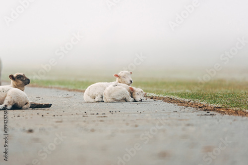 Young Lambs Resting on a Paved Coastal Path, Sweet Spring Moment on a North Sea Dike in Natural Daylight
