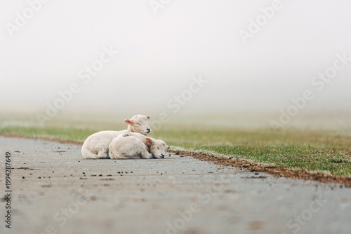 Young Lambs Resting on a Paved Coastal Path, Sweet Spring Moment on a North Sea Dike in Natural Daylight