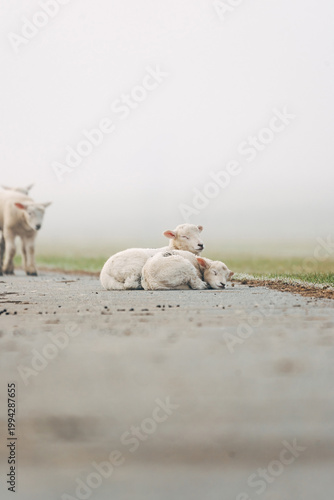 Young Lambs Resting on a Paved Coastal Path, Sweet Spring Moment on a North Sea Dike in Natural Daylight