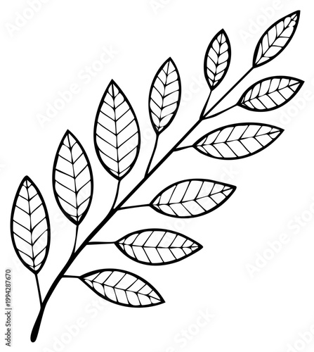 Simple line drawing illustration of leafy twig. Twig with leaves, vector botany illustration, botanical twig in black and white art.