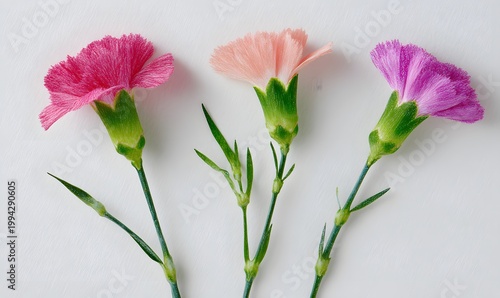 A child drew three carnations with crayons on a white background.