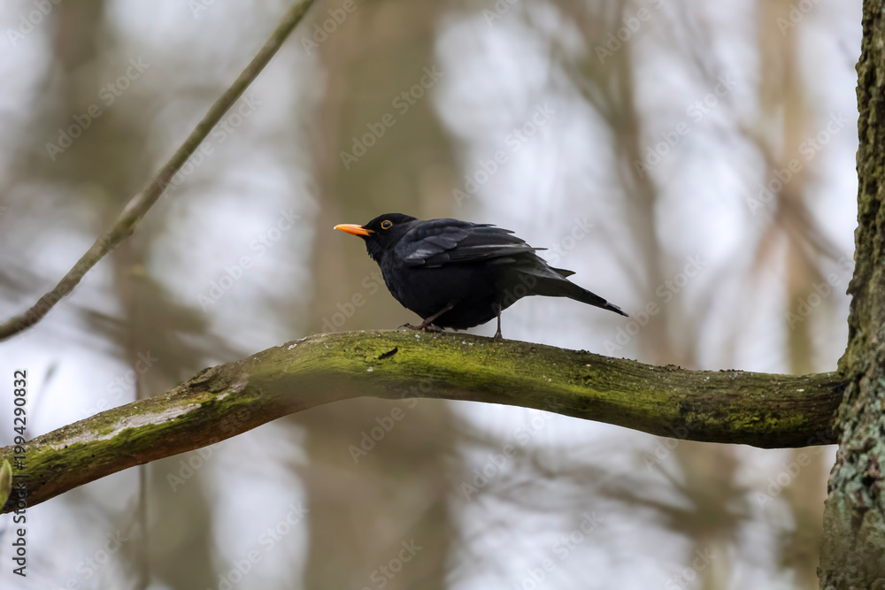 Fototapeta premium A blackbird with an orange beak perches on a mossy branch in the forest