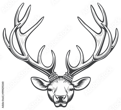 Majestic deer head with detailed antlers monochrome illustration. Wildlife stag emblem graphic vector drawing.