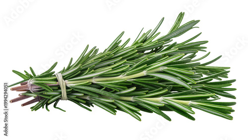 Fresh Green Rosemary Sprigs Tied with Twine