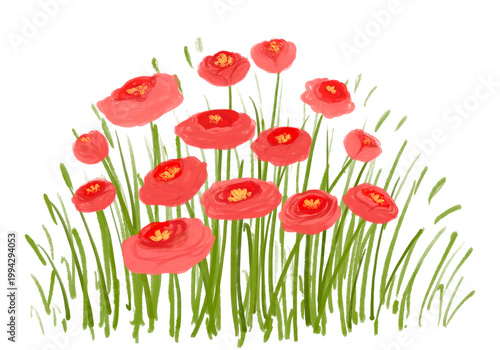 Red meadow poppies clipart isolated on white