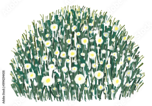 Soft white daisy bush clipart isolated on white